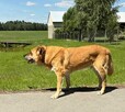 Wspaniały staruszek nie kochany przez nikogo BŁAGA o domek - 6