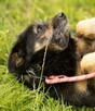 BRONUŚ - kochany psiak w typie terriera do adopcji - 2