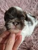 Shih-Tzu piękny maleńki piesek - 5
