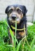 BRONUŚ - kochany psiak w typie terriera do adopcji - 4