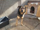 Proludzki, łagodny ZIUTEK szuka domu !! Do adopcji !! - 5
