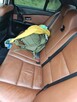 BMW e60 535d 272km/560nm 2004r 2 właściciel - 11