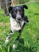 Śliczny, młody FELIKS szuka kochającego domu !! Do adopcji !! - 5