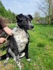 Śliczny, młody FELIKS szuka kochającego domu !! Do adopcji !! - 2