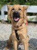 Bella - przepiękna złotowłosa panna szuka domu! - 7