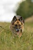 Proludzka, porzucona LULU szuka domu !! Do adopcji !! - 4
