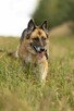 Proludzka, porzucona LULU szuka domu !! Do adopcji !! - 5