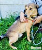 KUMPEL - cudny psiak szuka najlepszego domu - 1