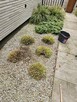 Pielęgnacja ogrodów solidnie