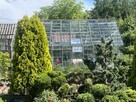 Sprzedam działkę ROD z klimatycznym ogrodem i szklarnią - 9