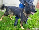 HOMER - piękny psiak w typie wilczaka do adopcji - 3