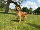 Pilne Ząbek ok roczny malutki piesek czeka na dom Bełchatów - 4