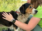 Pilne!!Karo ok 2/3 let wyjątkowo miziasty młodzian Bełchatów - 2