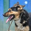 Mirabelka - 3