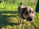 Jeżyk malutki młodziutki w typ.Terriera do adopcji Bełchatów - 2