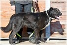 Waldi – duży, czarny pies z młodą duszą i bez szans na dom? - 8