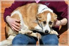 Tola – psia dziewczynka od pół roku w klatce - 3