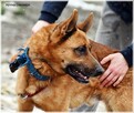 Loki – aktywny psiak w typie ON /szuka domu bez innych psów - 3