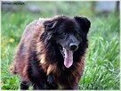 Baks – wycofany, ale spokojny puszyściak szuka domu - 3