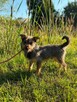 Jeżyk malutki młodziutki w typ.Terriera do adopcji Bełchatów - 5