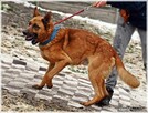 Loki – aktywny psiak w typie ON /szuka domu bez innych psów - 5