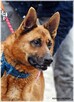 Loki – aktywny psiak w typie ON /szuka domu bez innych psów - 4