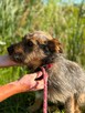 Jeżyk malutki młodziutki w typ.Terriera do adopcji Bełchatów - 8