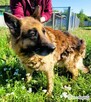 PORTOS - piękny, starszy owczarek PILNIE szuka domu - 3