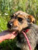 Jeżyk malutki młodziutki w typ.Terriera do adopcji Bełchatów - 6