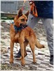 Loki – aktywny psiak w typie ON /szuka domu bez innych psów - 2