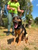 Tina ok 2 let.sunia wulkan energi do adopcji Bełchatów