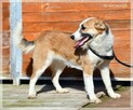 Tola – psia dziewczynka od pół roku w klatce - 2
