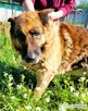 PORTOS - piękny, starszy owczarek PILNIE szuka domu - 2