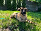 Emma wyjątkowa ok.roczna sunia w typ. na dom Bełchatów - 6