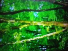 Sprzedam las - 2