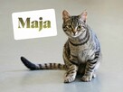 Maja i Olek dwa urocze podrostki szukają domu - 2