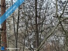 Syndyk sprzed udział 3/8 w prawie własności nieruchomości gruntowej zabudowanej - ul. Wspólna 8B, Dą - 3