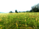 Działka budowlana Budy Zosine gm. Jaktorów, - 4