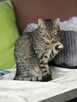 Maja i Olek dwa urocze podrostki szukają domu - 5