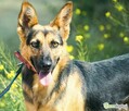 NIKA - cudowna, wrażliwa sunia szuka super domu - 3