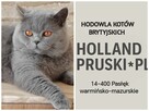 Kotka brytyjska, odbiór koniec września, można rezerwować - 4