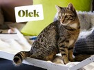 Maja i Olek dwa urocze podrostki szukają domu - 3
