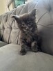 Ares kocurek Maine Coon - 6