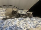 Ares kocurek Maine Coon - 9