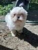 piesek Shih Tzu