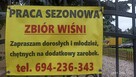 Praca sezonowa - zbiór wiśni - 2