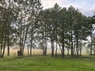Działka leśna w pięknej okolicy - 3