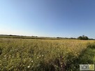 Działka rolna Mędrzechów - 5