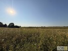 Działka rolna Mędrzechów - 12