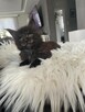 Ares kocurek Maine Coon - 3